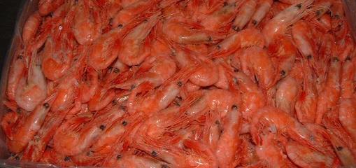 冷凍粗加工水產(chǎn)品_冷凍粗加工水產(chǎn)品供貨商_供應(yīng)冷凍粗加工水產(chǎn)品-北極甜蝦-加拿大產(chǎn),原裝進(jìn)口_冷凍粗加工水產(chǎn)品價(jià)格_KAKA的竹蜻蜓食品店
