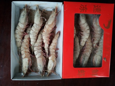 禮品蝦批發(fā) 海捕蝦 海產(chǎn)品 冷凍大蝦水產(chǎn)品 粗加工水產(chǎn)品 魷魚串