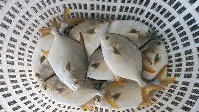 北部灣深海金鯧魚 冷凍粗加工水產(chǎn)品