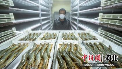 河北省曹妃甸區(qū)柳贊鎮(zhèn)一家對蝦加工企業(yè)正在將裝好的對蝦進行冷凍。 作者 季春天