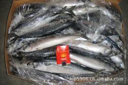 冷凍粗加工水產(chǎn)品-廠家生產(chǎn)供應(yīng) 鮐魚(青花魚)_商務(wù)聯(lián)盟
