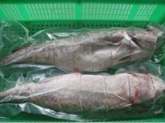 供應冷凍馬加魚 冷凍鱈魚批發 - 冷凍粗加工水產品 - 粗加工水產品 - 食品、飲料 - 供應 - 切它網(QieTa.com)
