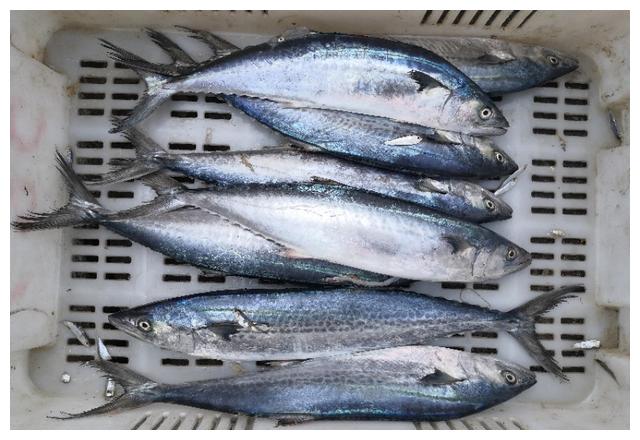 供應山東冷凍大鲅魚冰鮮冷凍魚類粗加工水產品*送禮首先-鮮食玉米產
