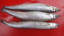 冷凍多春魚_冷凍粗加工水產品_冷凍多春魚批發_冷凍多春魚供應_阿里巴巴