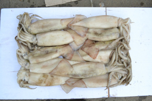 冷凍粗加工水產(chǎn)品-南光出售各種規(guī)格的魷魚-冷凍粗加工水產(chǎn)品盡在阿里巴巴-榮成南光.