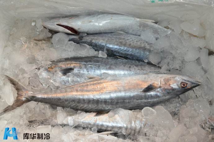 水產(chǎn)冷庫制作冷凍速凍魚肉冷庫