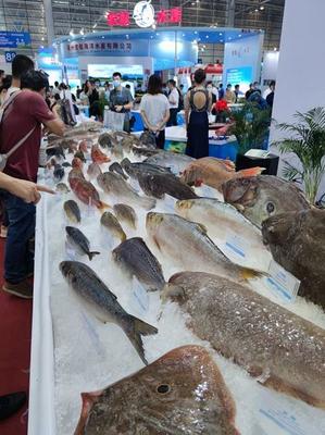 2020海峽(福州)漁業(yè)周“線上+線下”簽約總金額達(dá)237.94億元
