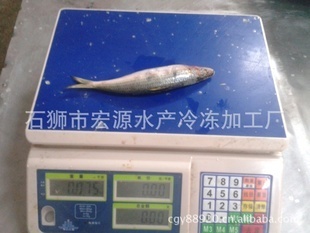 冷凍粗加工水產(chǎn)品-沙丁魚魚餌 冷凍沙丁魚 罐頭沙丁魚 10-20條/公斤 鳁魚 .