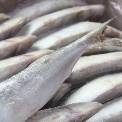 【供應批發冷凍水產品加工 冷凍冰凍生鮮海產品 飼料魚】價格,廠家,圖片,動物性飼料原料,石獅市萬恒水產經營部-