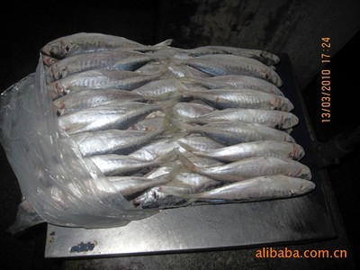 冷凍粗加工水產品-批發冷凍巴浪魚80-100單雙片 竹莢魚-冷凍粗加工水產品盡在.