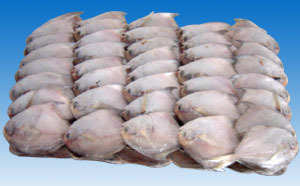 帶魚;鯧魚;小黃魚;鲅魚;馬面魚;三去馬面魚;蝦仁;南美白對蝦;鮐魚;刺鯧;_冷凍粗加工水產品 粗加工水產品 _中國 浙江 象山縣 石浦鎮水產品工業園區_象山宏海水產食品_