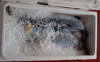冷凍粗加工水產品-批發冰鮮三文魚魚 挪威三文魚 中斷 酒店采購 品質保證 衡豐水.