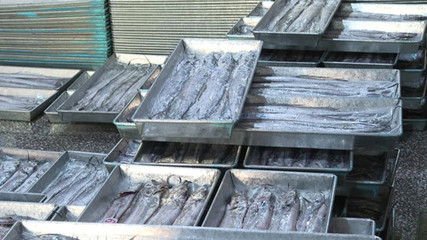 廣東省陽江市:走南闖北!陽西冷凍水產品熱銷北方市場