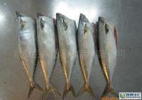 海鮮冷凍水產(chǎn)品 二去鯖魚[供應(yīng)]_粗加工水產(chǎn)品_世界工廠網(wǎng)中國(guó)產(chǎn)品信息庫(kù)