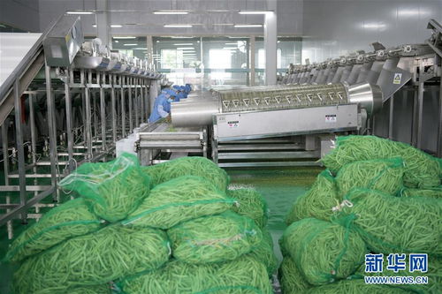 黑龍江克東 訂單種植模式助農(nóng)脫貧增收