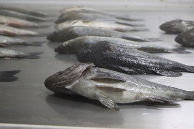 冰鮮黑魚