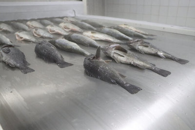 冰鮮黑魚